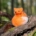 Neulahuovutuspakkaus - Fox