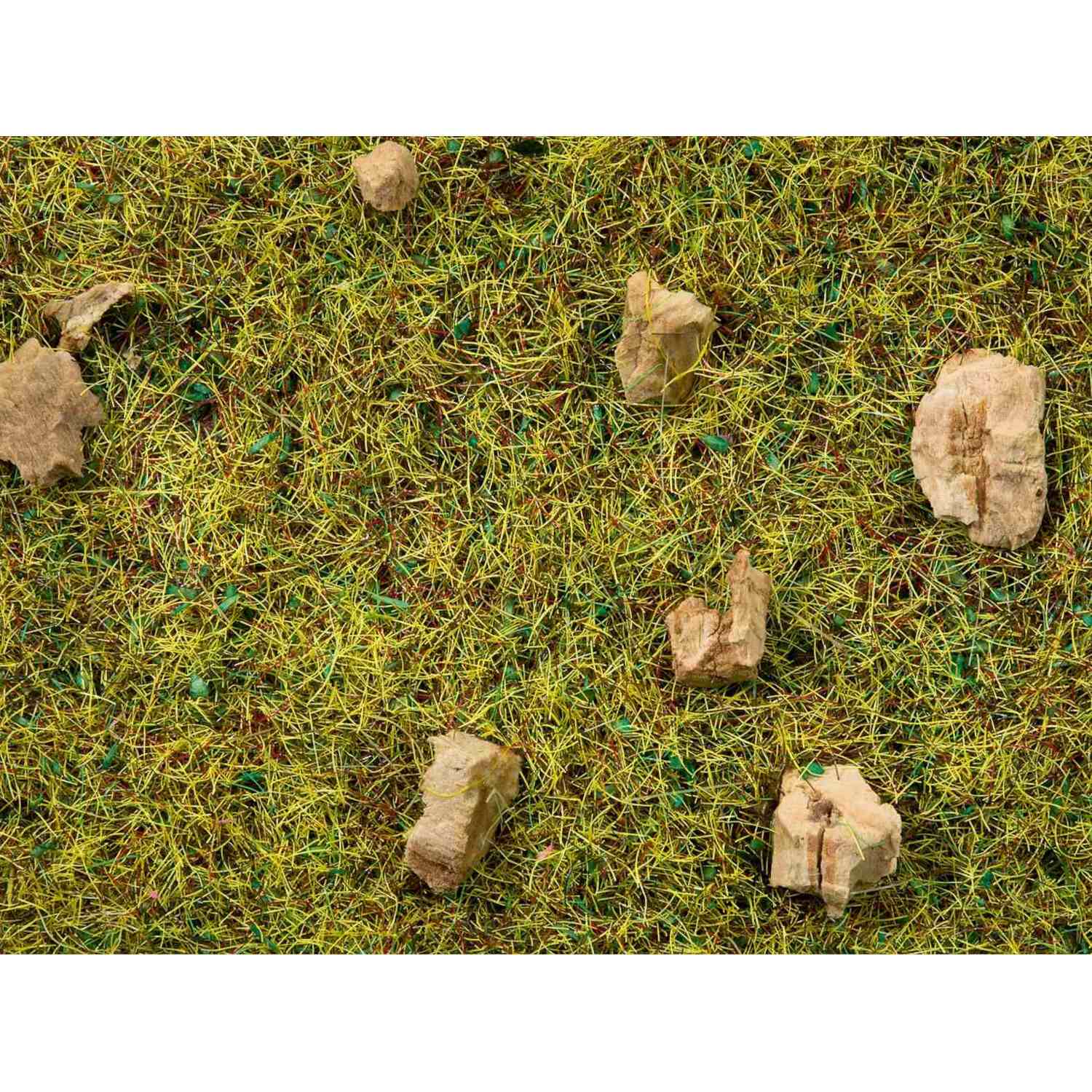Alternative view of Scatter Grass ruohosirote - Alppiniitty