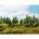 Mixed Forest H0/TT/N/Z