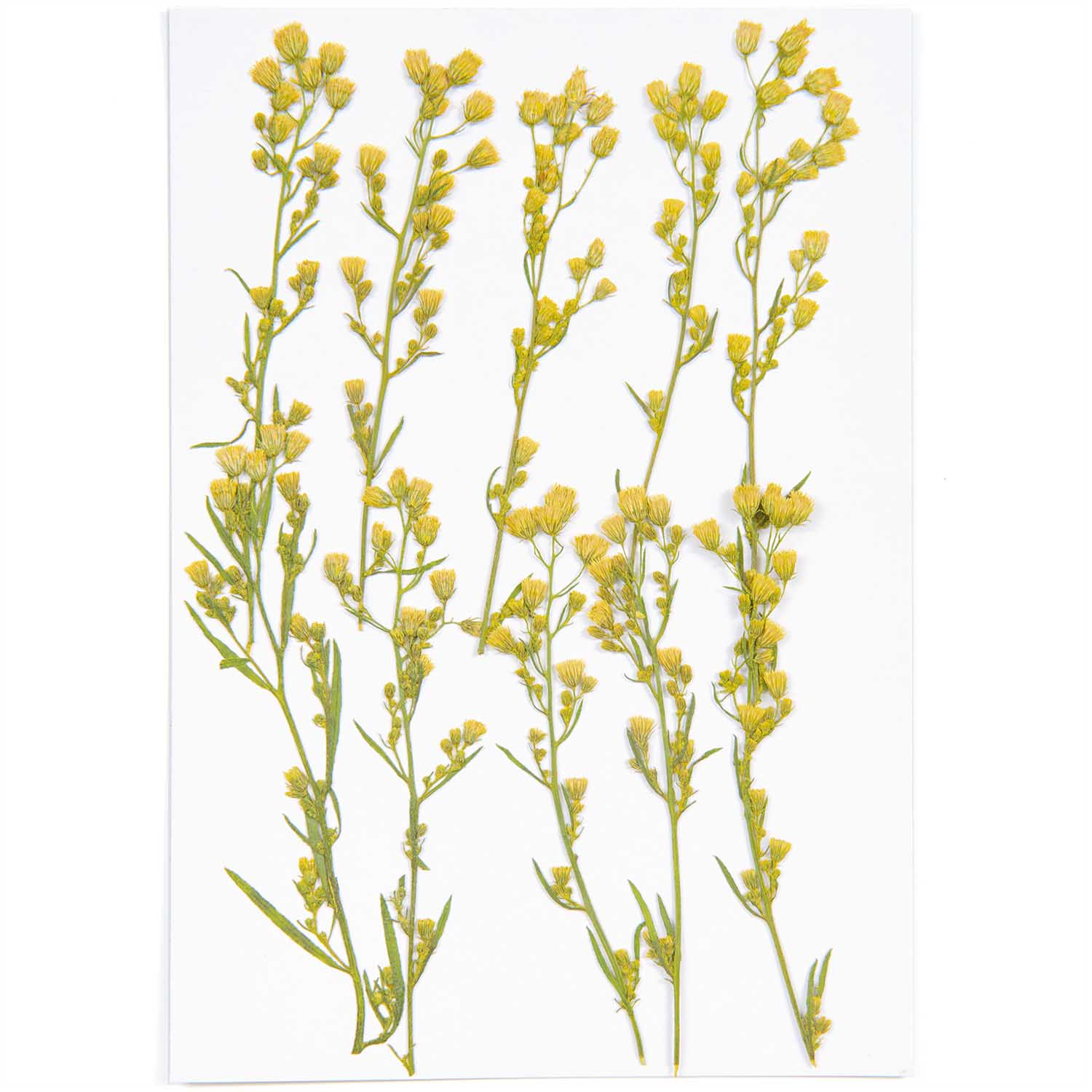 Kuivakukka - Canadian Fleabane