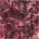 Suikalehile n.8g - Red